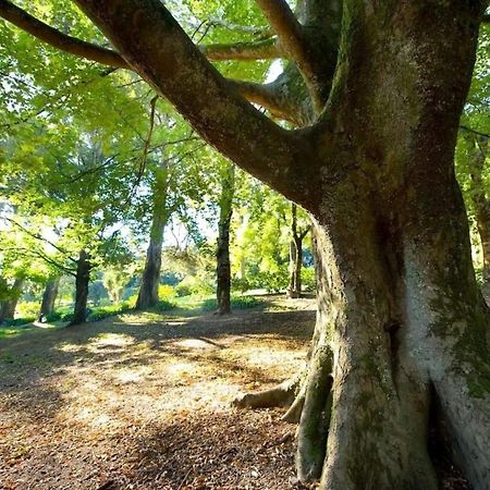 Georgie Gardens Daylesford 빌라 외부 사진